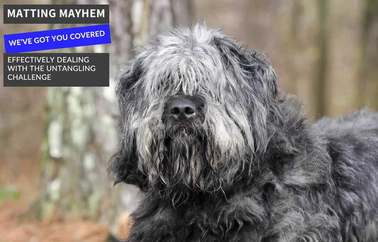 Dealing with matting in dog coats